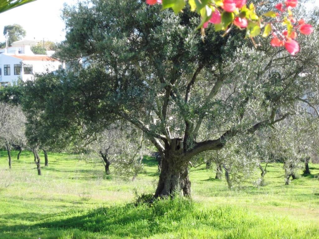 Quinta Mimosa Hotell Loulé Rum bild