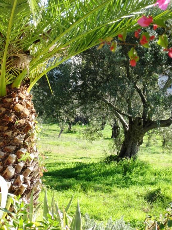 Quinta Mimosa Hotell Loulé Rum bild